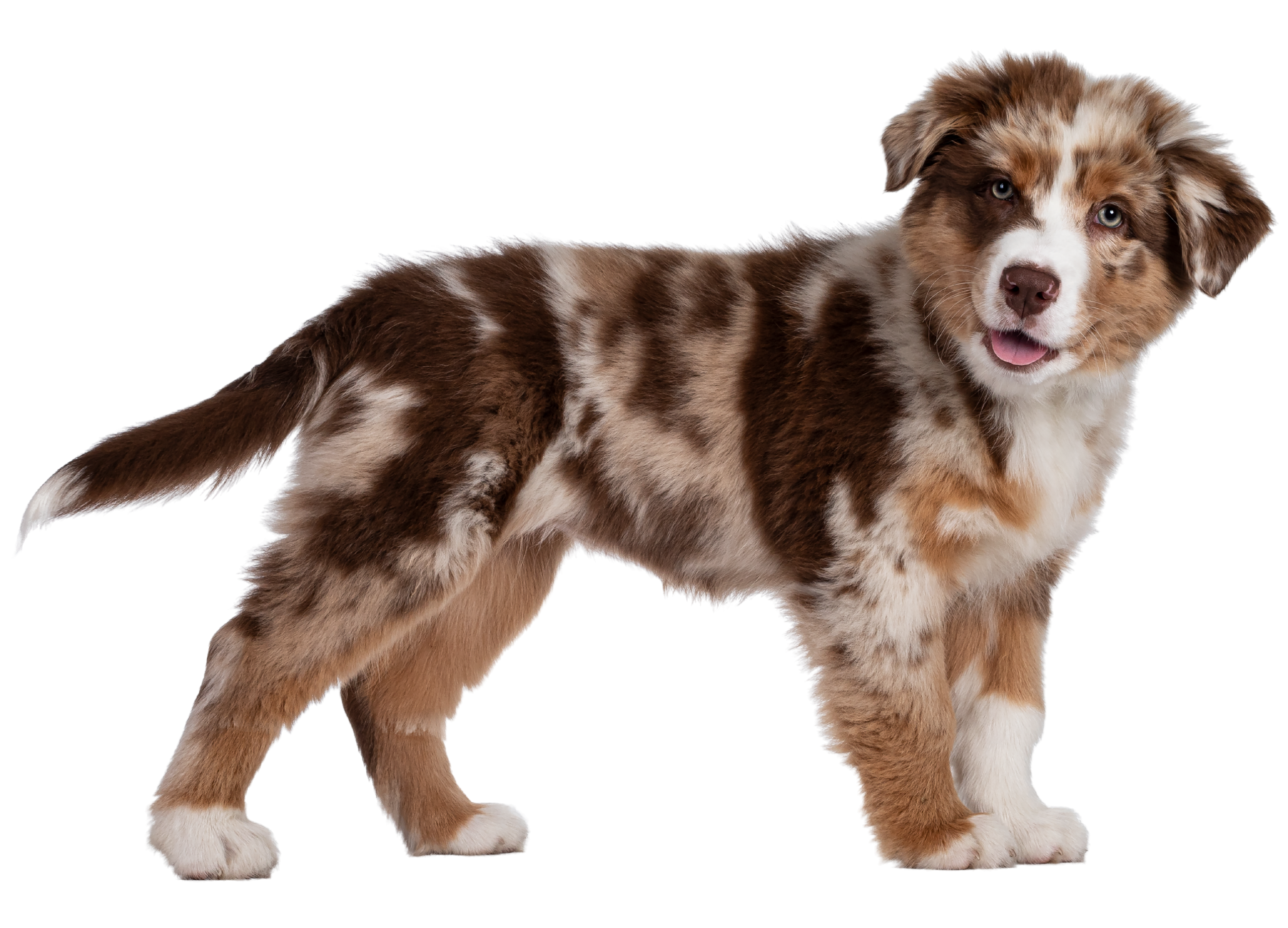 Premium dog lifestyle product detail