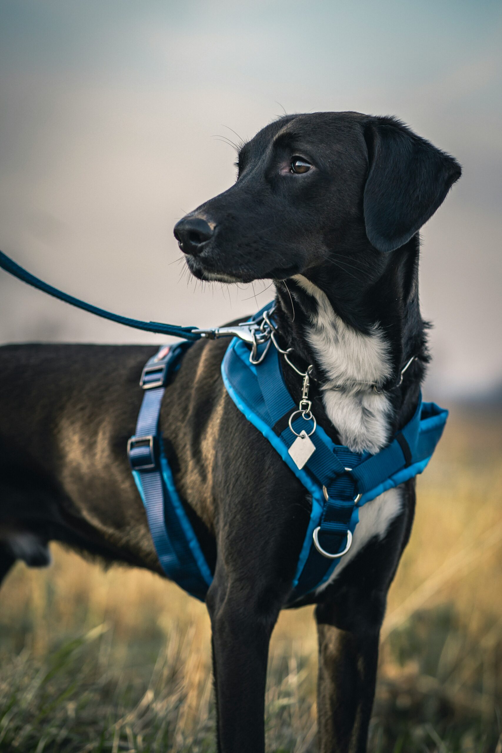 Dog wearing a premium walking harness outside