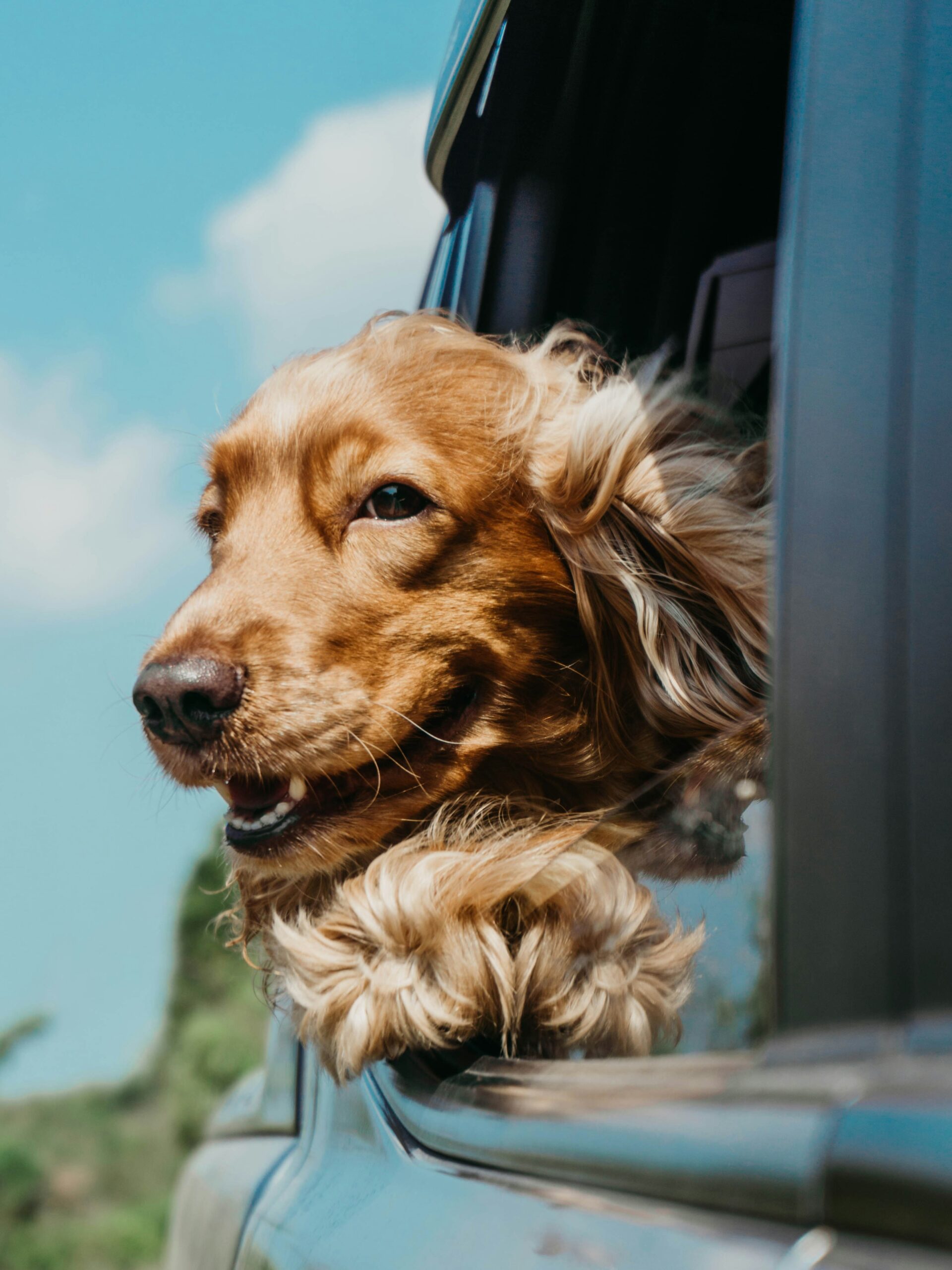 Dog enjoying a road trip from a car window