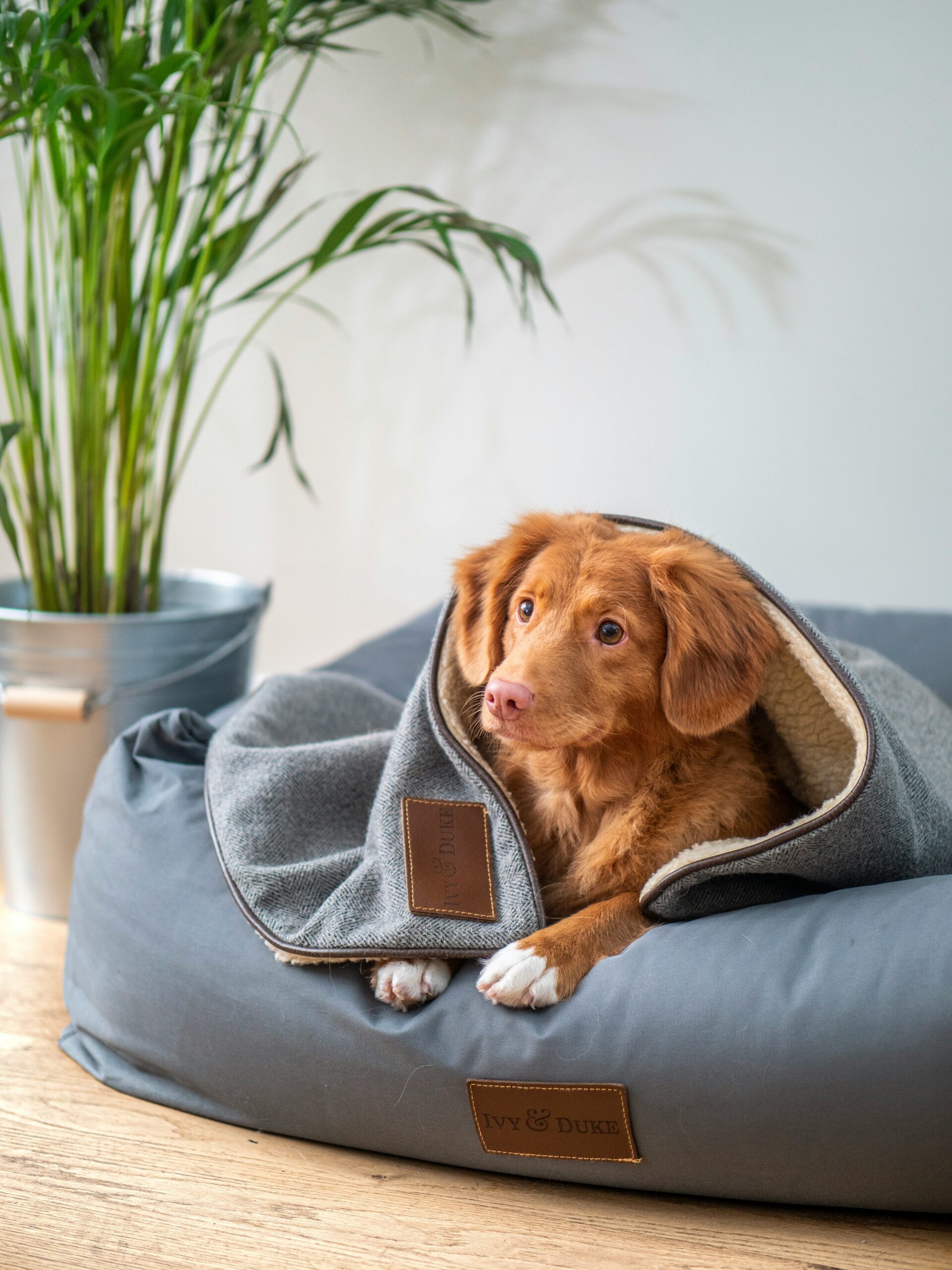 Dog lying in a calm modern interior