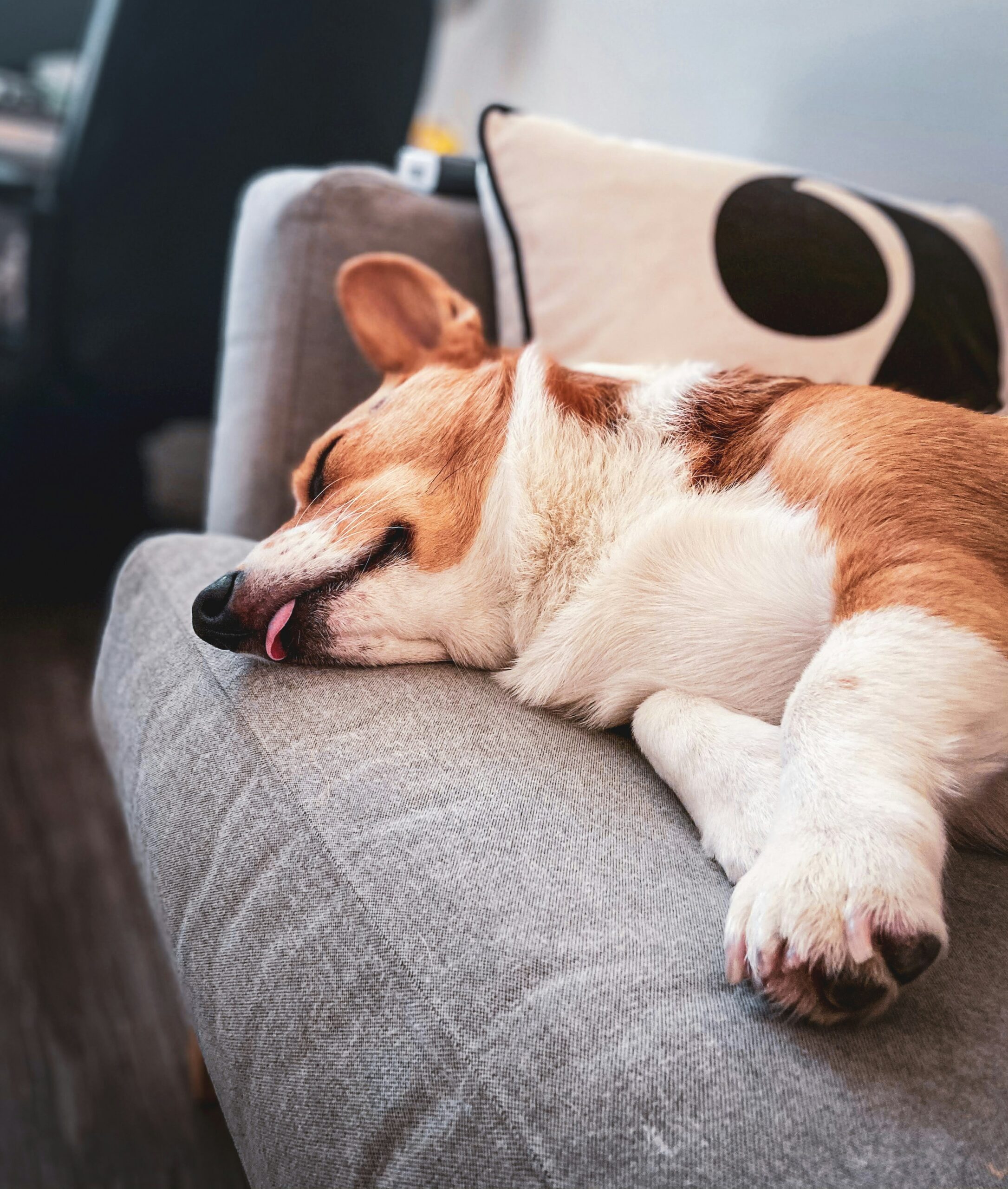 Small dog resting inside a bright modern home